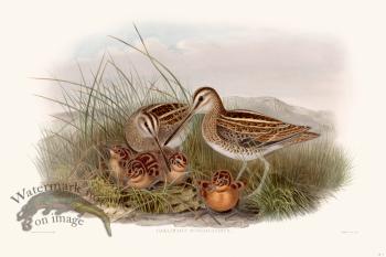 Gould Shore Bird 004